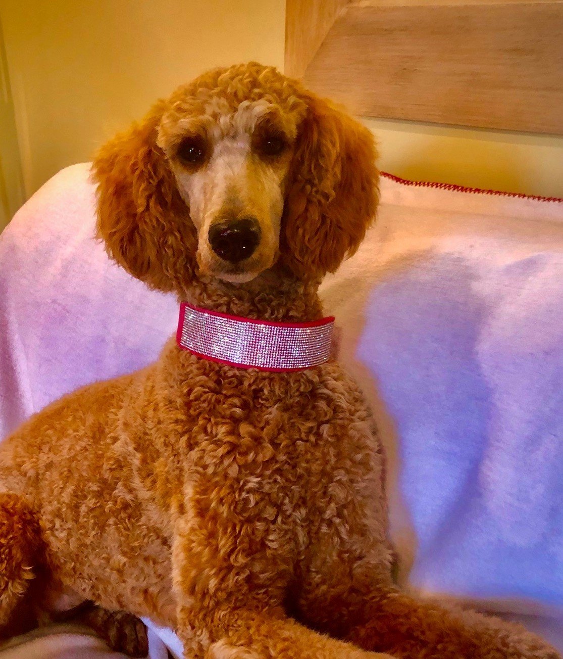 Dolly wearing her decorative collar