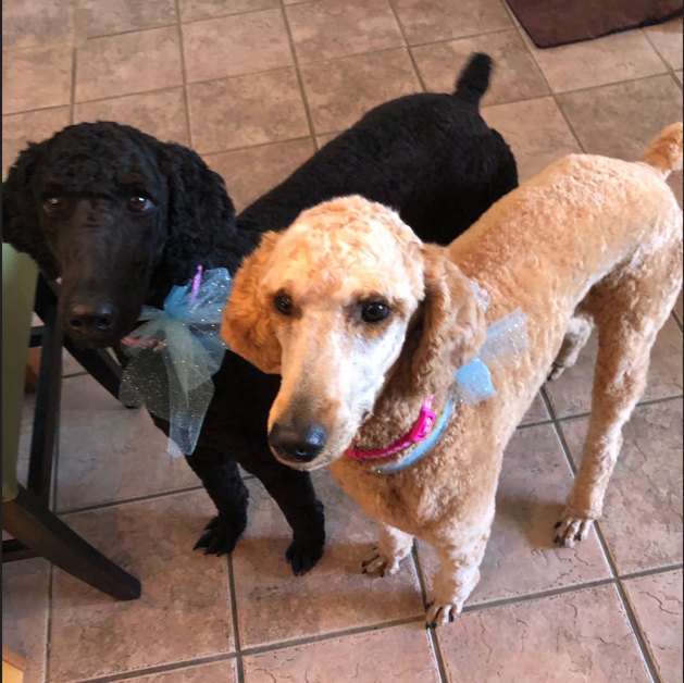 Dolly, the apricot poodle, standing with her black poodle sister Miley